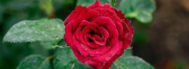 A_red_garden_rose_in_Kolkata