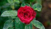 A_red_garden_rose_in_Kolkata.jpg