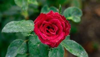 A_red_garden_rose_in_Kolkata