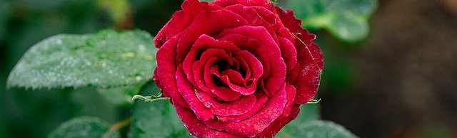 A_red_garden_rose_in_Kolkata