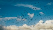 birds in a sky