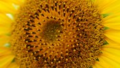 A close up picture of a sunflower