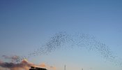 Birds flying in a sunset sky