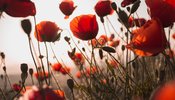 a poppy field