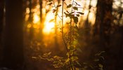 a tree branch in a sunset